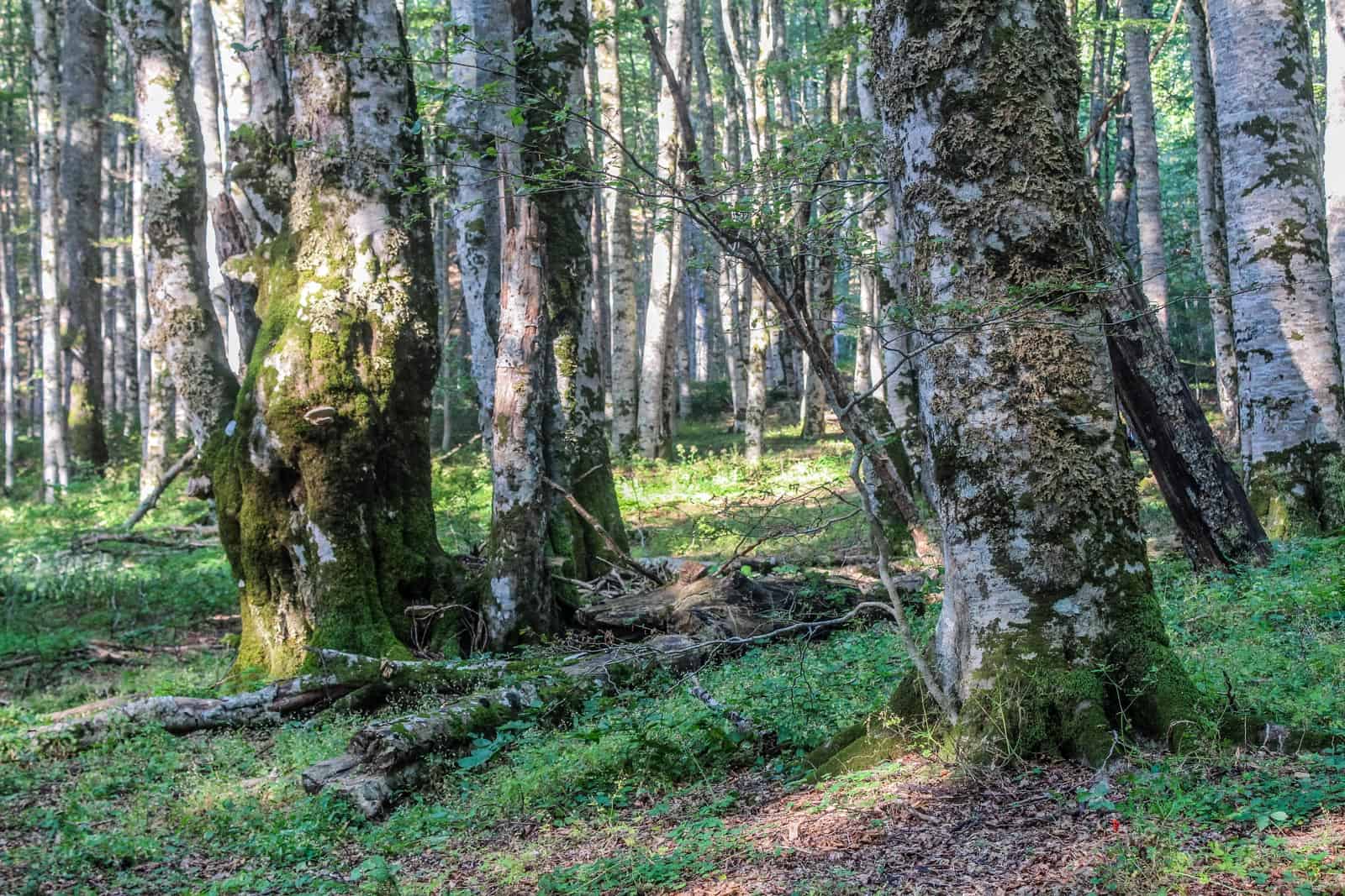 Livadhi i Harushes Wilderness Albania-22786.JPG