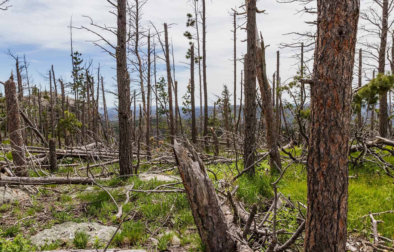 Pine forest_shutterstock.jpg