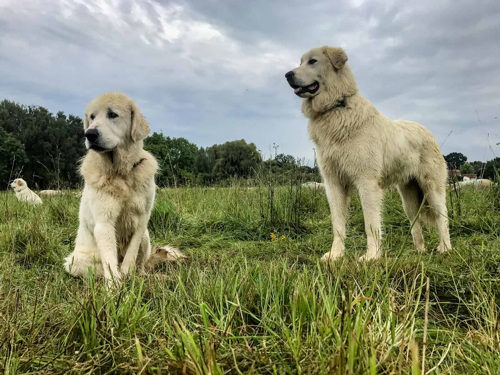 Herd protection dogs 0081.JPG