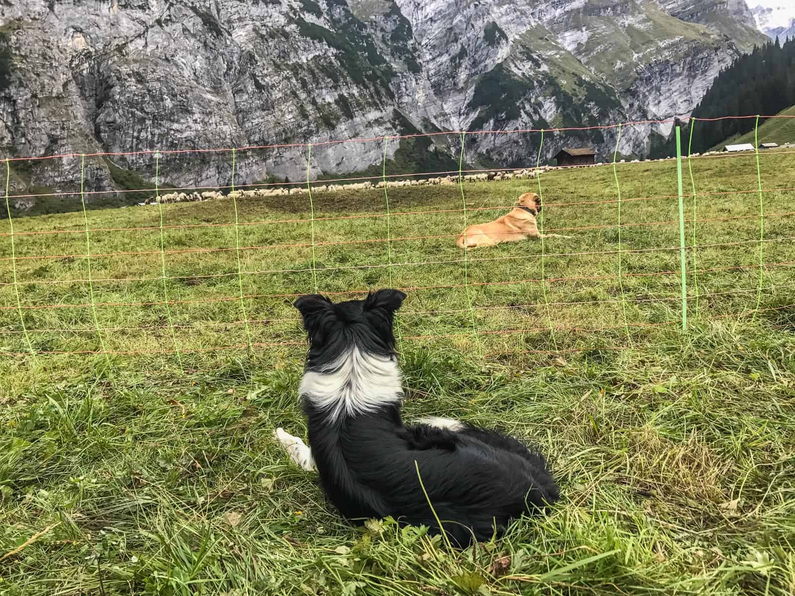 Livestock Protection - 7580.JPG