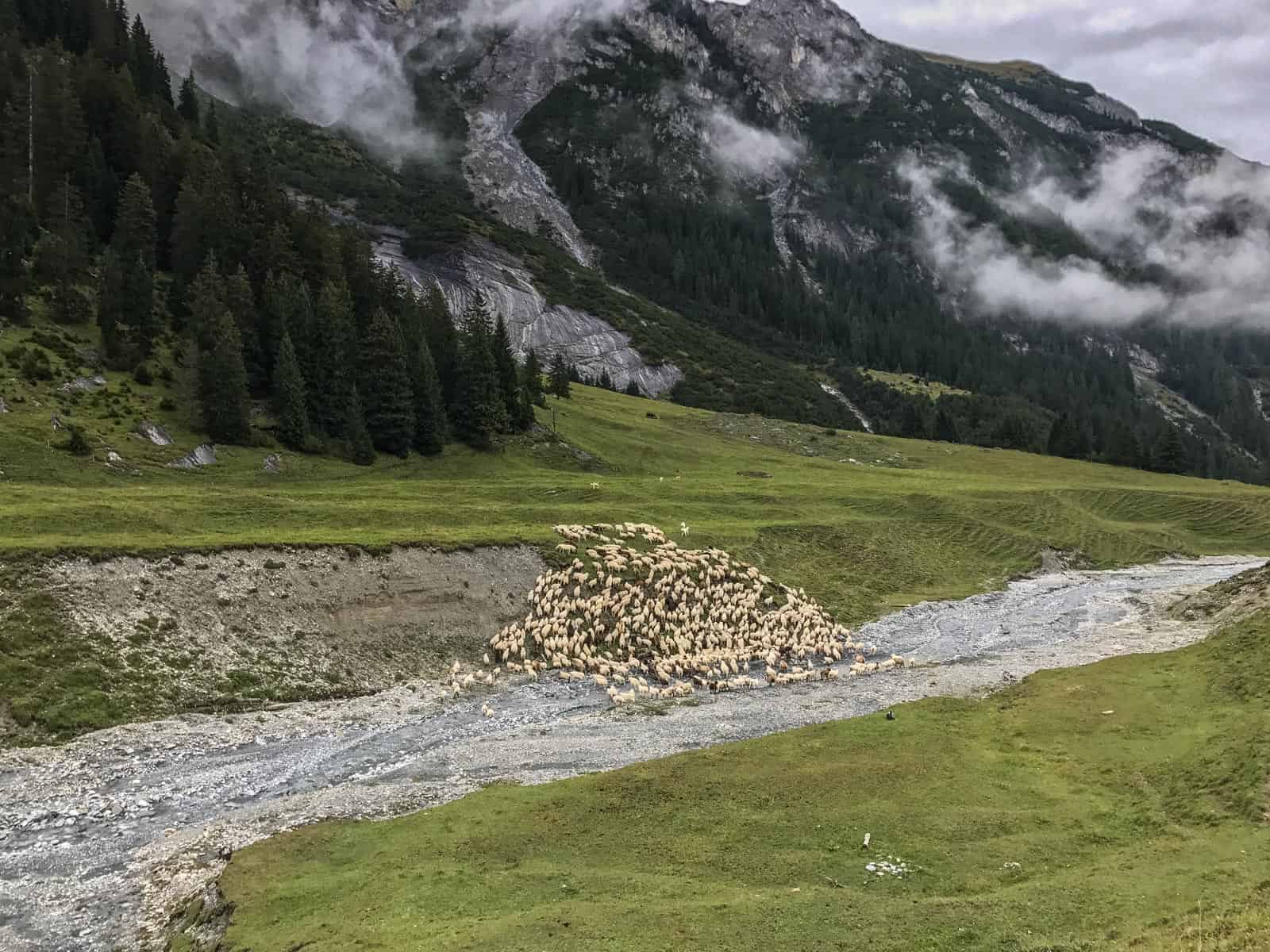 Sheep Herd Management 0158.jpg