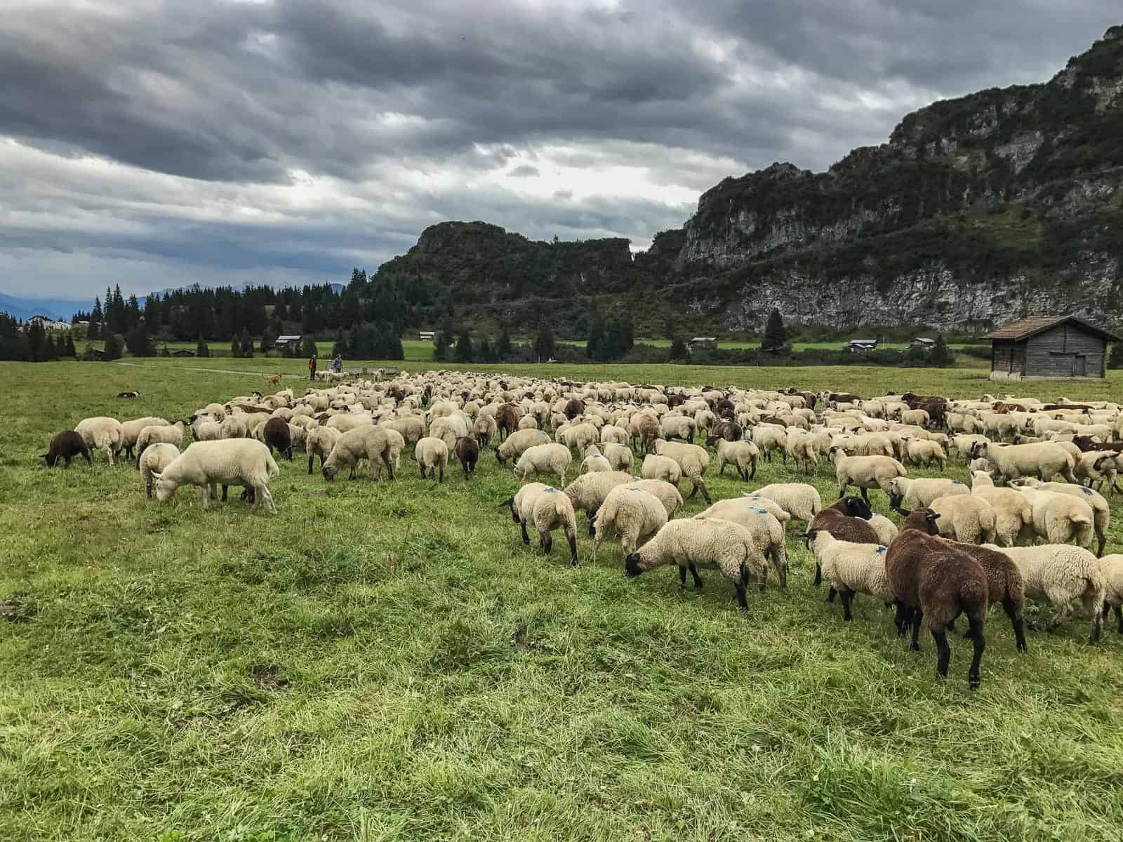 Sheep Herd Management 0168.jpg