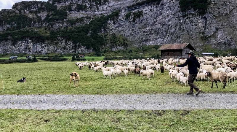 Sheep Herd Management 0175.jpg