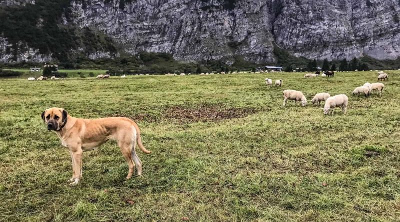 Livestock Protection - 7644.JPG