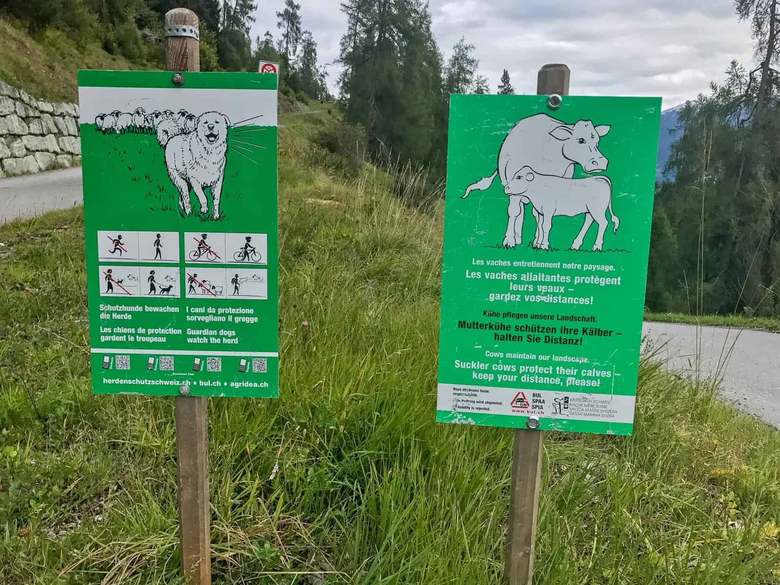 Sheep Herd Management 0294.jpg - © European Wilderness Society CC BY-NC-ND 4.0