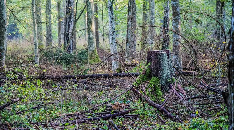 Mirosław_Król_Bialowieza_6362 (Unicode Encoding Conflict).JPG