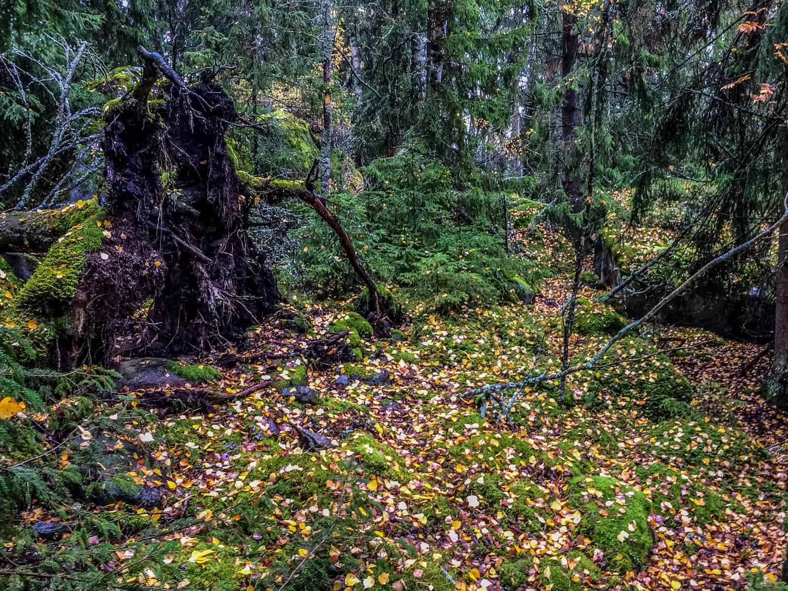 2017-10-14 13.03.23.jpg