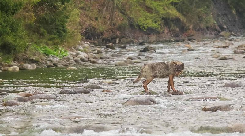 Bela WILDRIver ZivaRiekaErik Arola - 00041.jpg