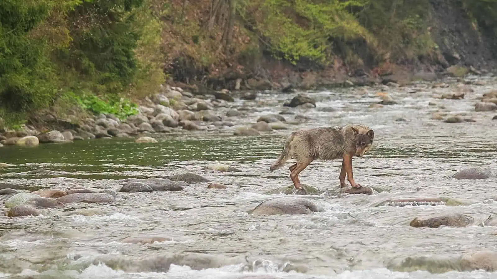 Bela WILDRIver ZivaRiekaErik Arola - 00041.jpg