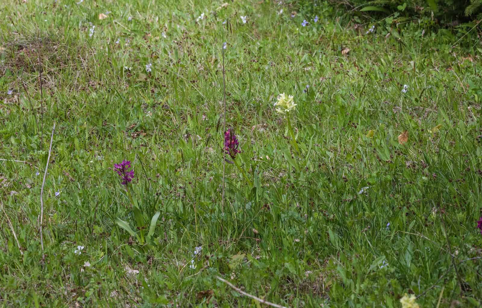 Zacharovanyy Kray Wilderness 0386.JPG