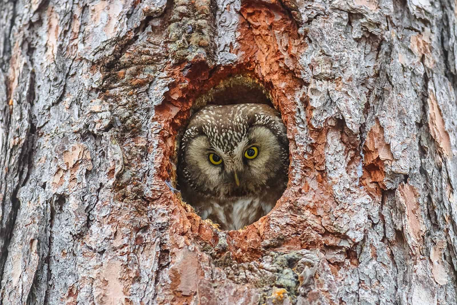 Slovakia wilderness 0652.JPG