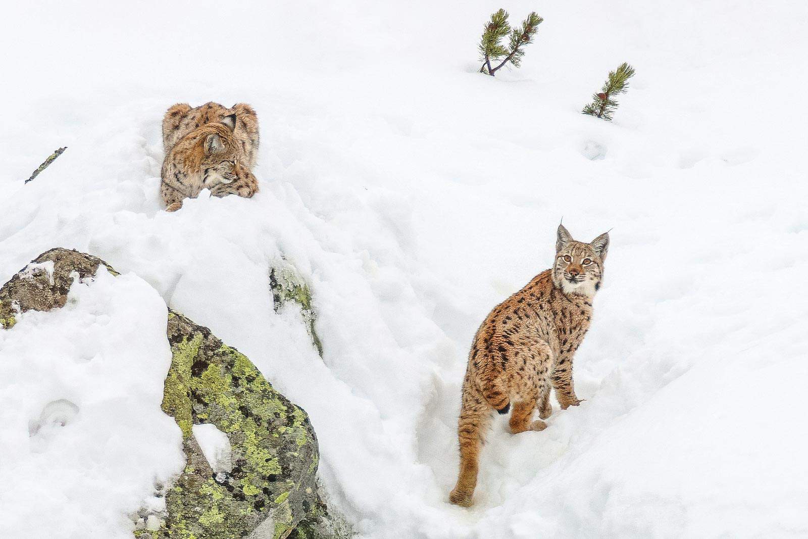 Slovakia wilderness 0825.JPG