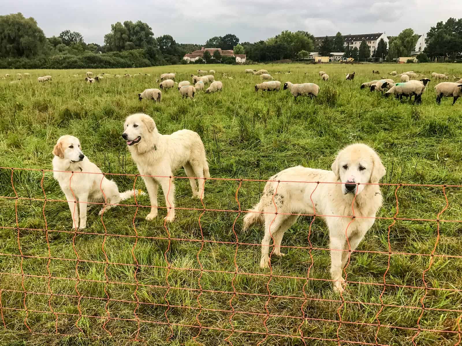 Herd protection dogs 0073.JPG