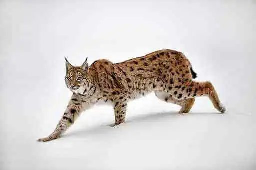 EWS - Fotolia -04757_