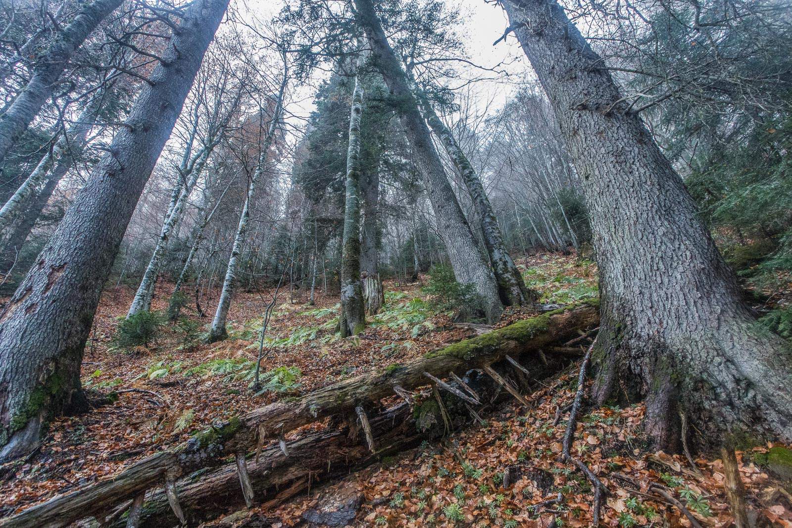 12. deadwood is another crucial forest element.jpg