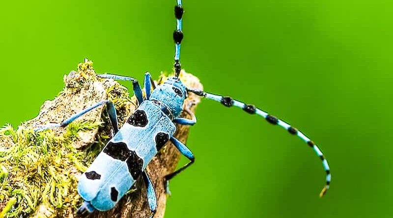 Alpenbock 0056 F_korr.jpg