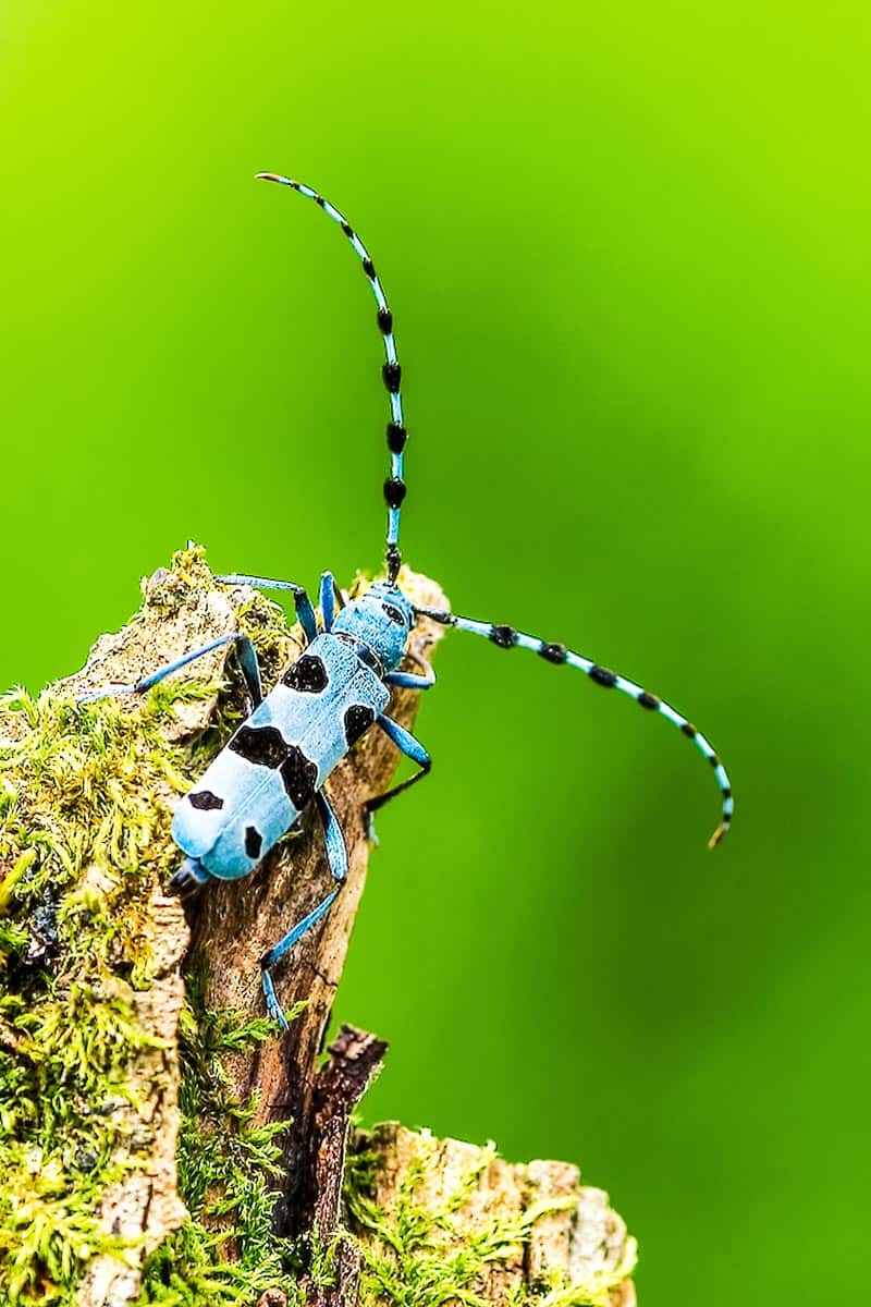 Alpenbock 0056 F_korr.jpg