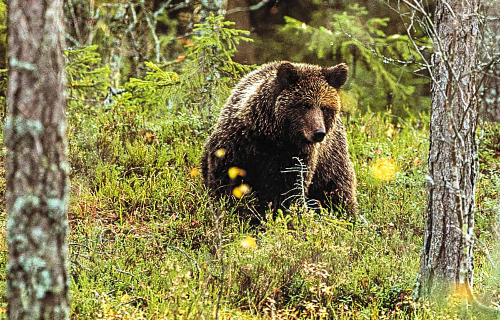 Wilderness_bear_fnp_leifostergren.jpg