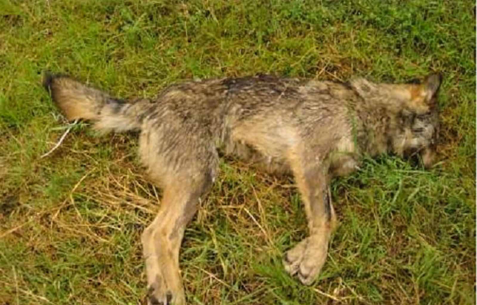 Wolf hunting Spain-14504.jpg