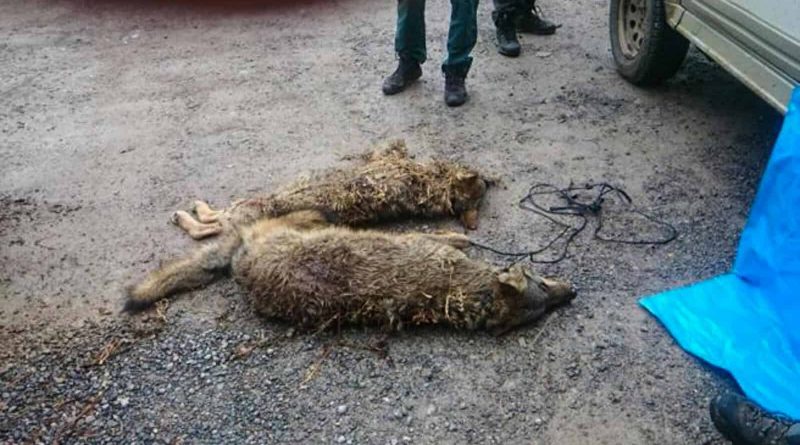 Wolf hunting Spain-14506.jpg