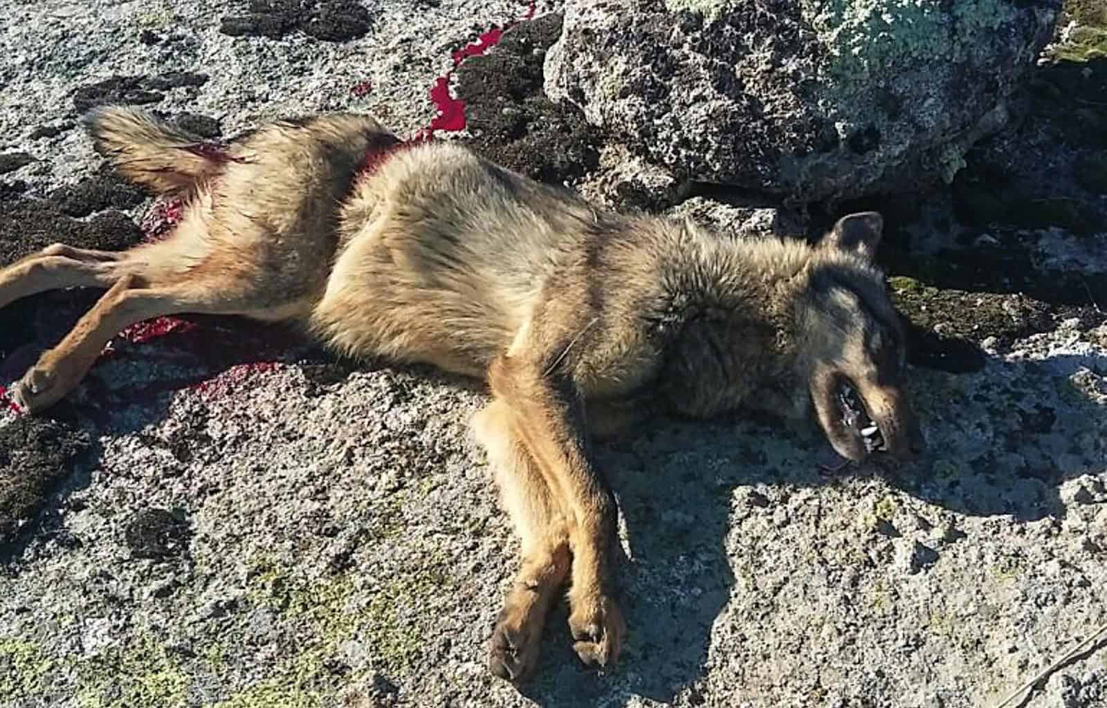 Wolf hunting Spain-14516.jpg