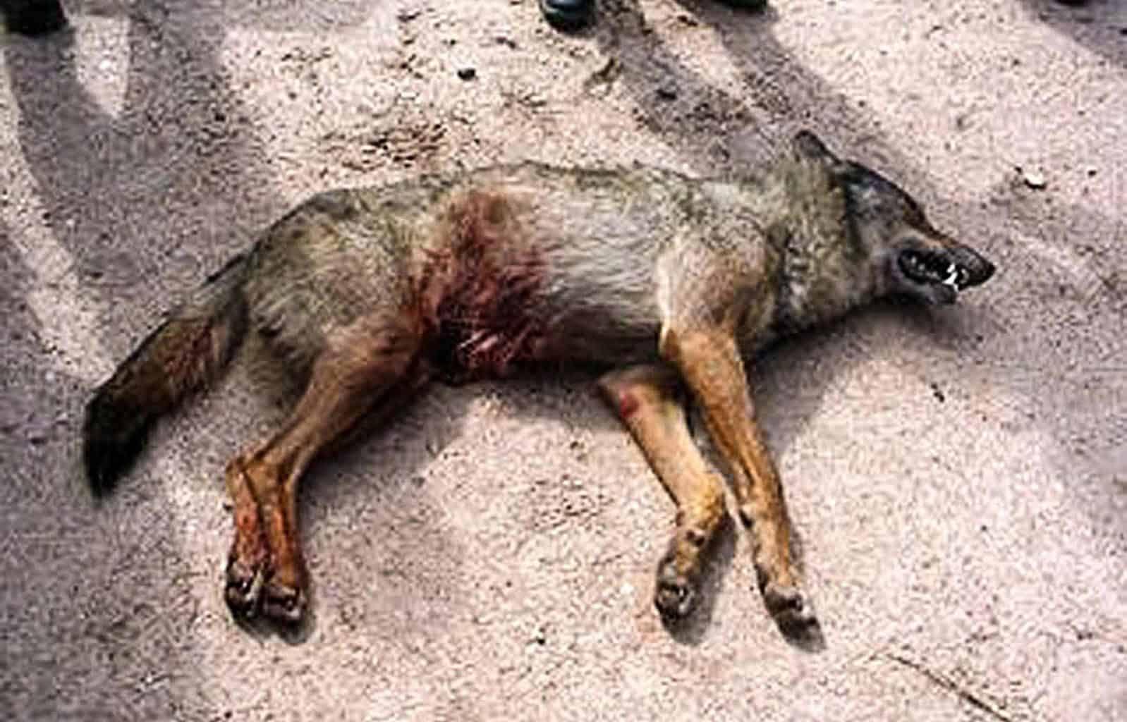 Wolf hunting Spain-14526.jpg