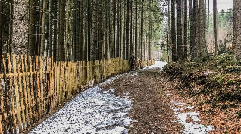 Bavarian National Park Sumava - 0569.jpg