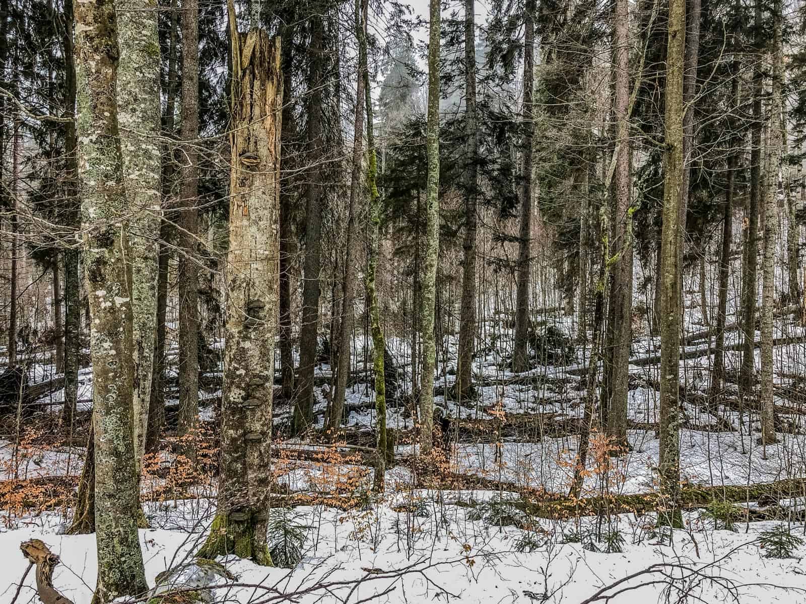 Bavarian National Park Sumava - 0575.jpg