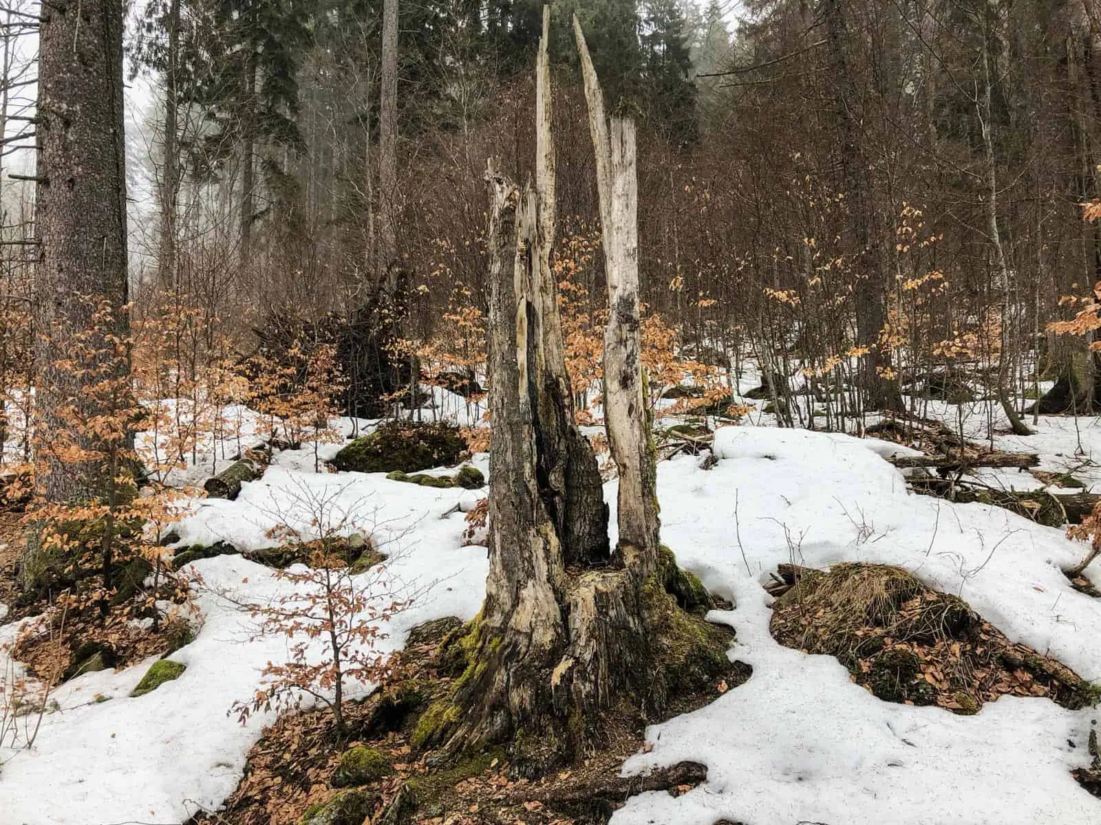 Bavarian National Park Sumava - 0582.jpg