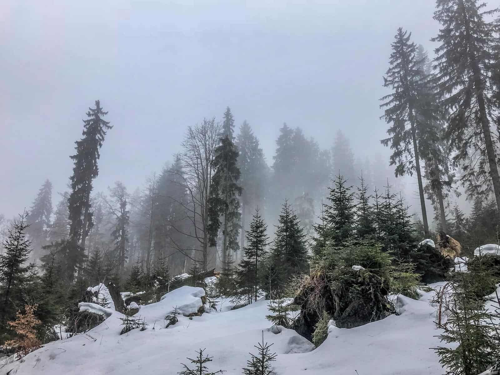 Bavarian National Park Sumava - 0625.jpg