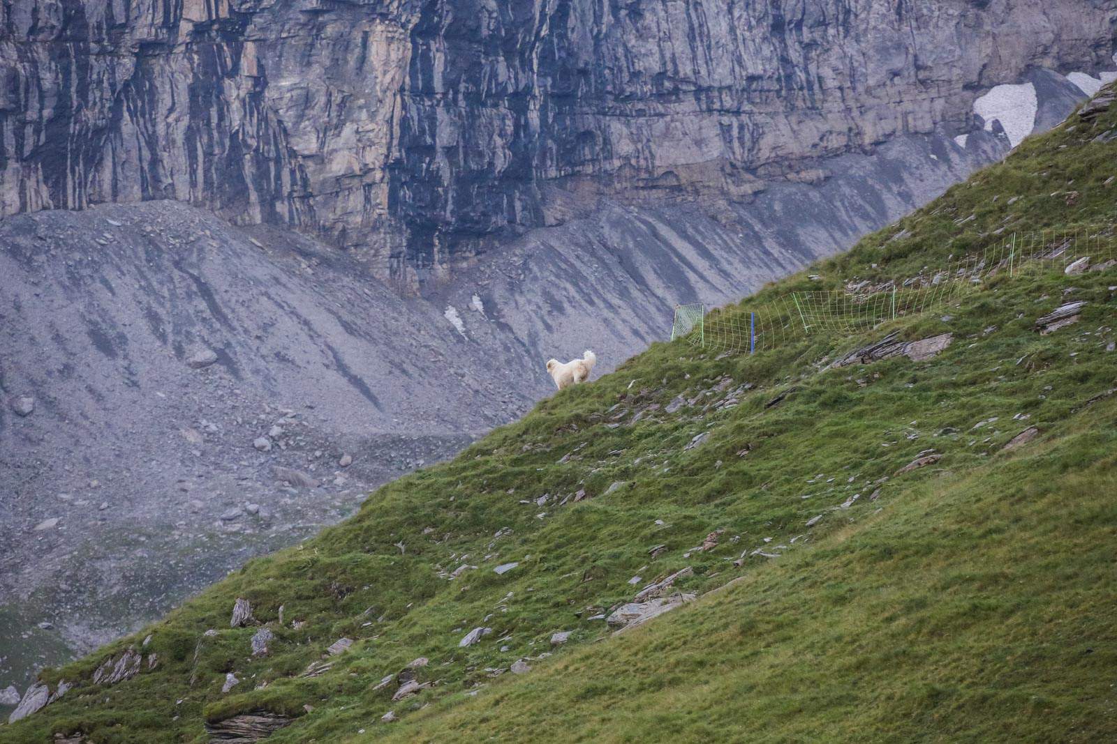 Herd Management CH © CH WOLF -15067.JPG