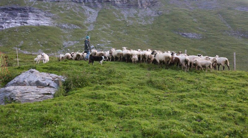 Herd Management CH © CH WOLF -15076.JPG