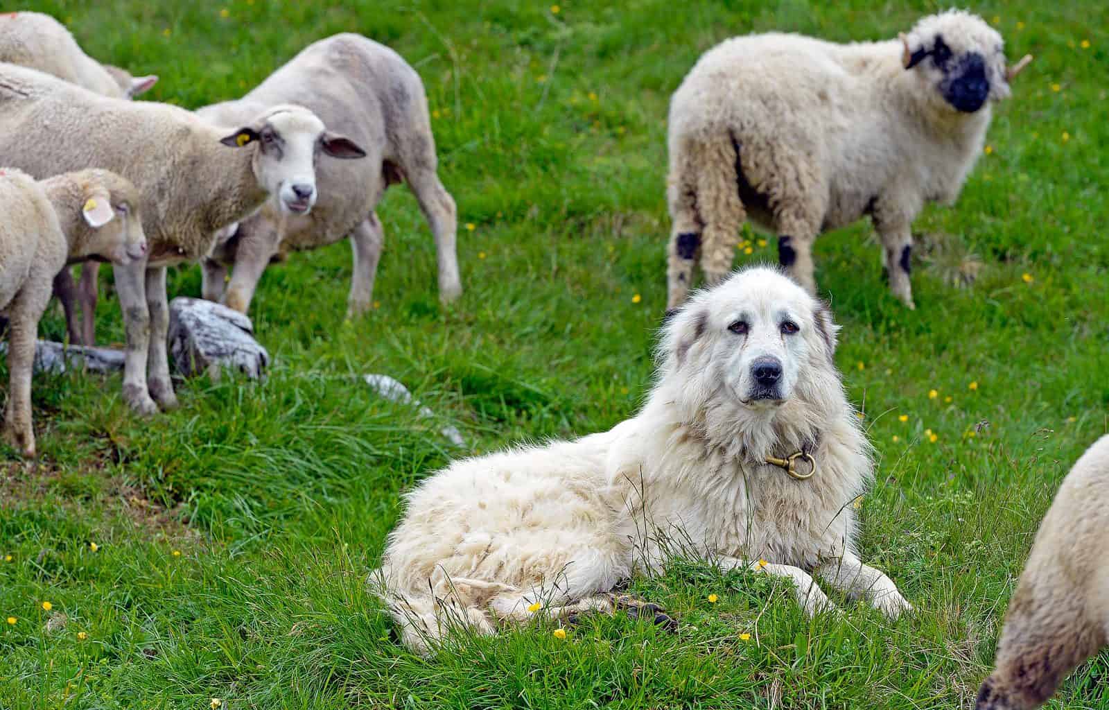 Calanda Wolf Documentary ©  Peter A Dettling-15361.jpg