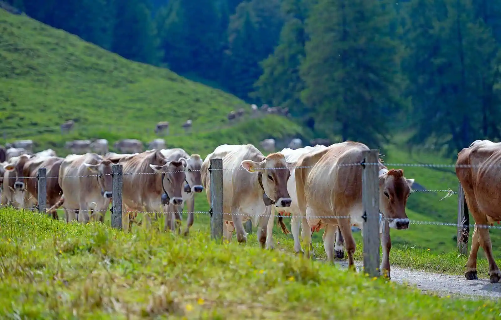 Calanda Wolf Documentary ©  Peter A Dettling-15362.JPG