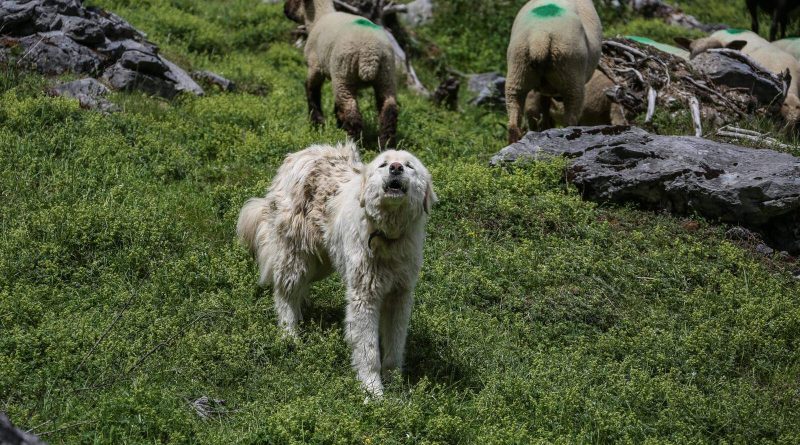 Herd Management CH © CH WOLF -4900.JPG