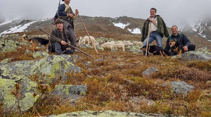 Herdenschutz in Tirol-15435.jpg