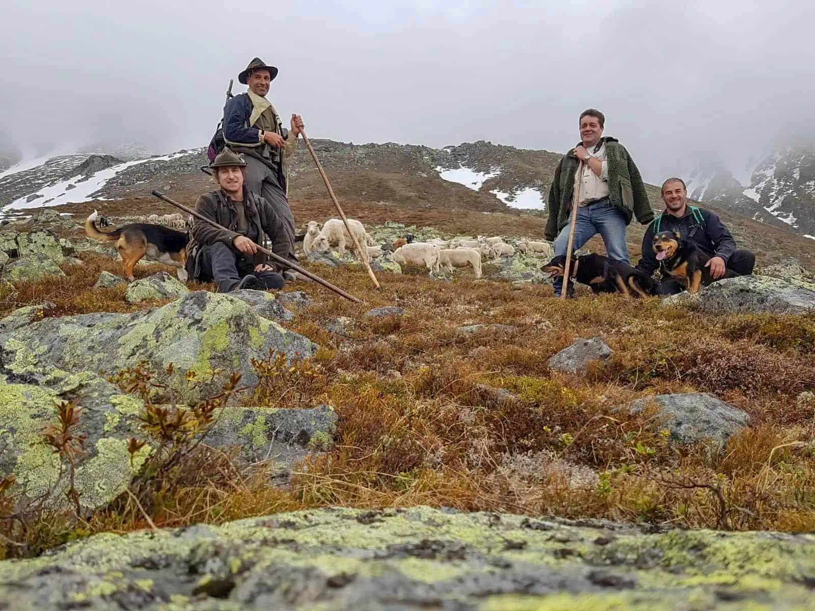 Herdenschutz in Tirol-15435.jpg