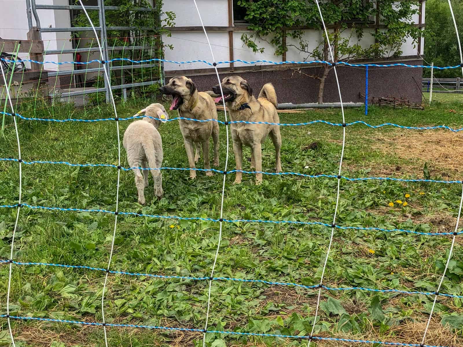 Herdenschutz in Tirol-15466.jpg