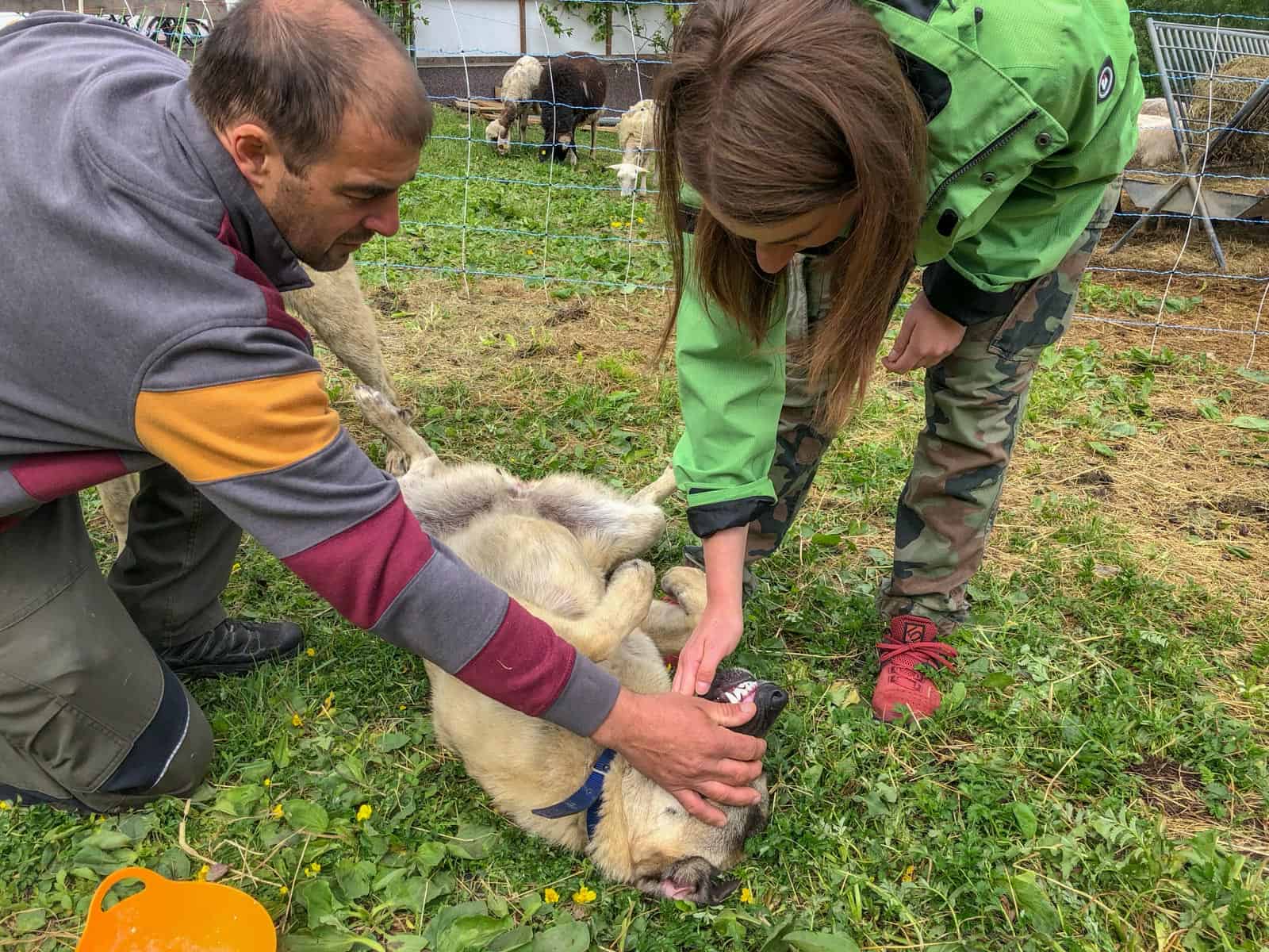 Herdenschutz in Tirol-15489.jpg
