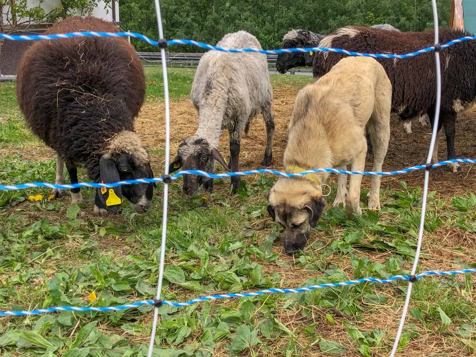 Herdenschutz in Tirol-15494.jpg