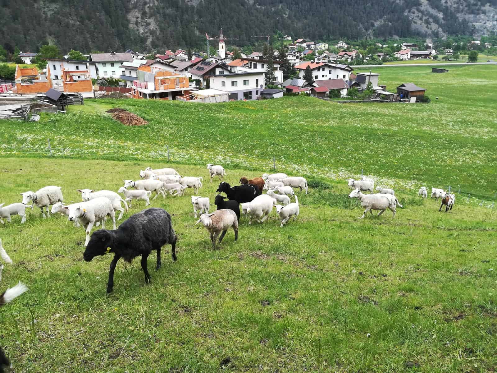 Herdenschutz in Tirol-15524.jpg