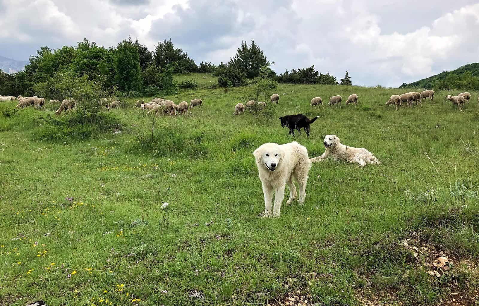 Majella National Park 2018-15729.jpg