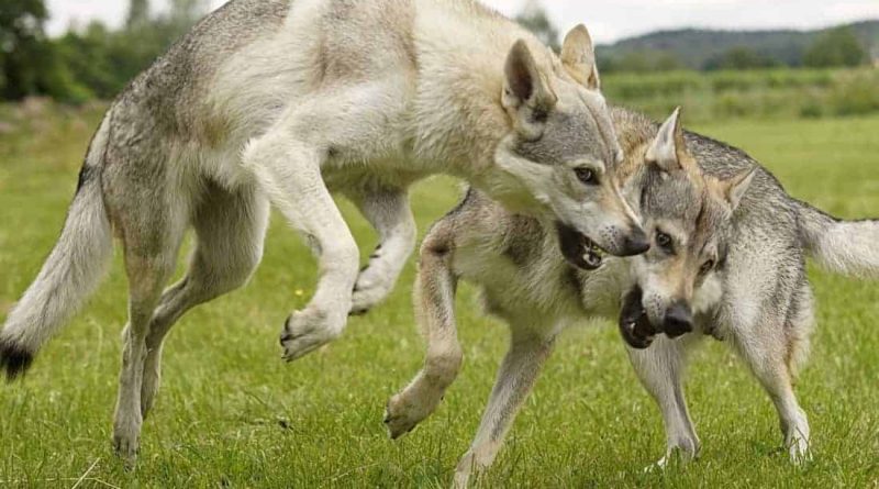 Wolfdog © crazywidow.info