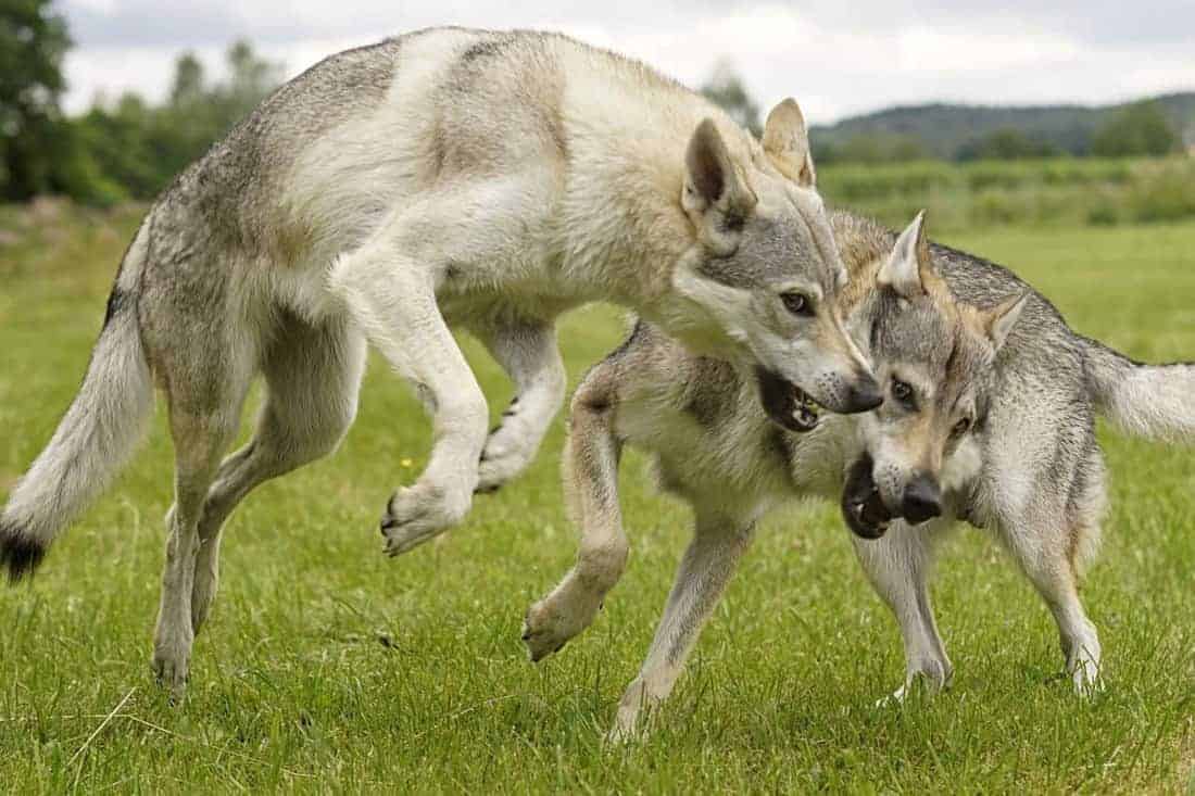 Wolfdog © crazywidow.info