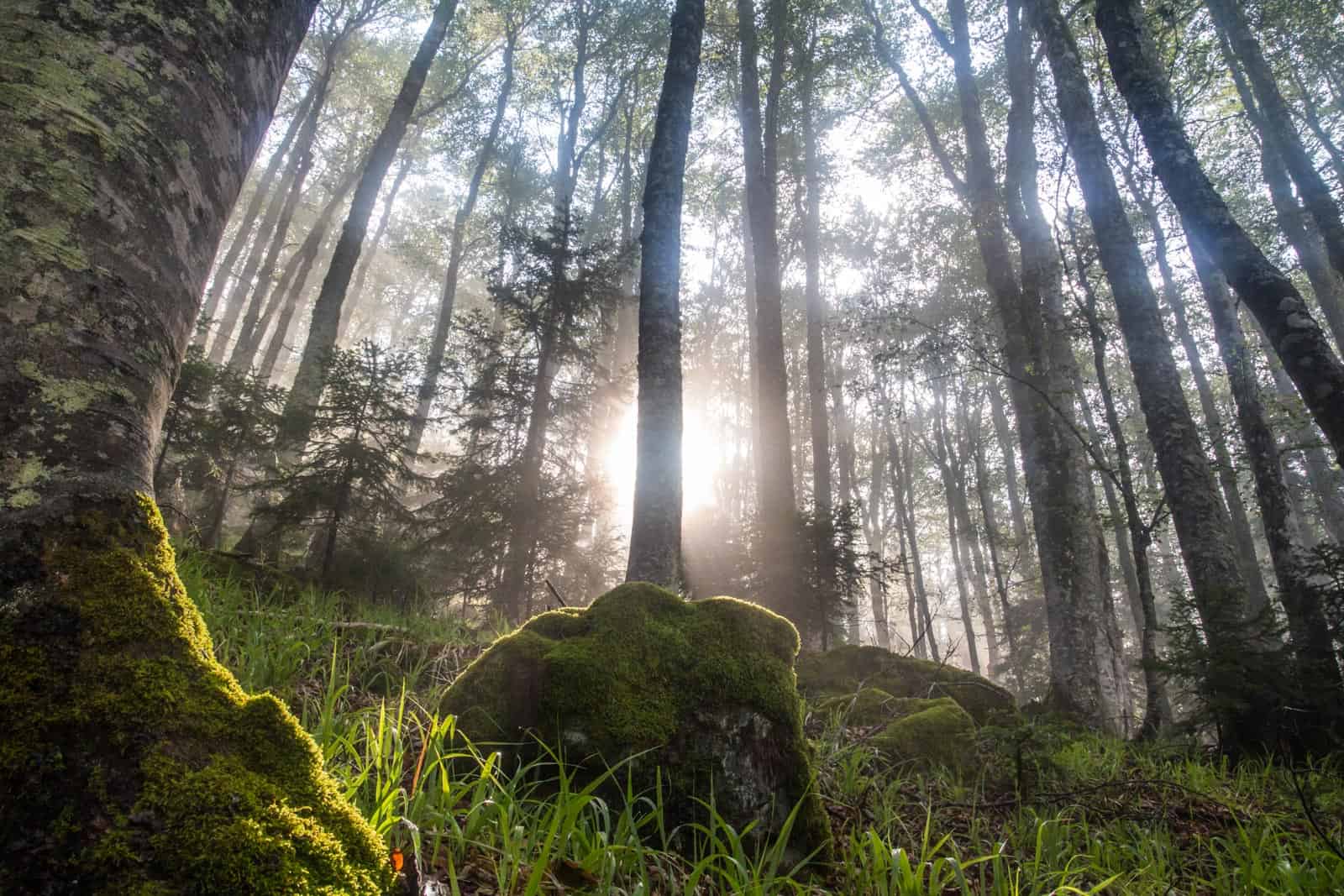 Albania, Old-growth forest after rain.jpg