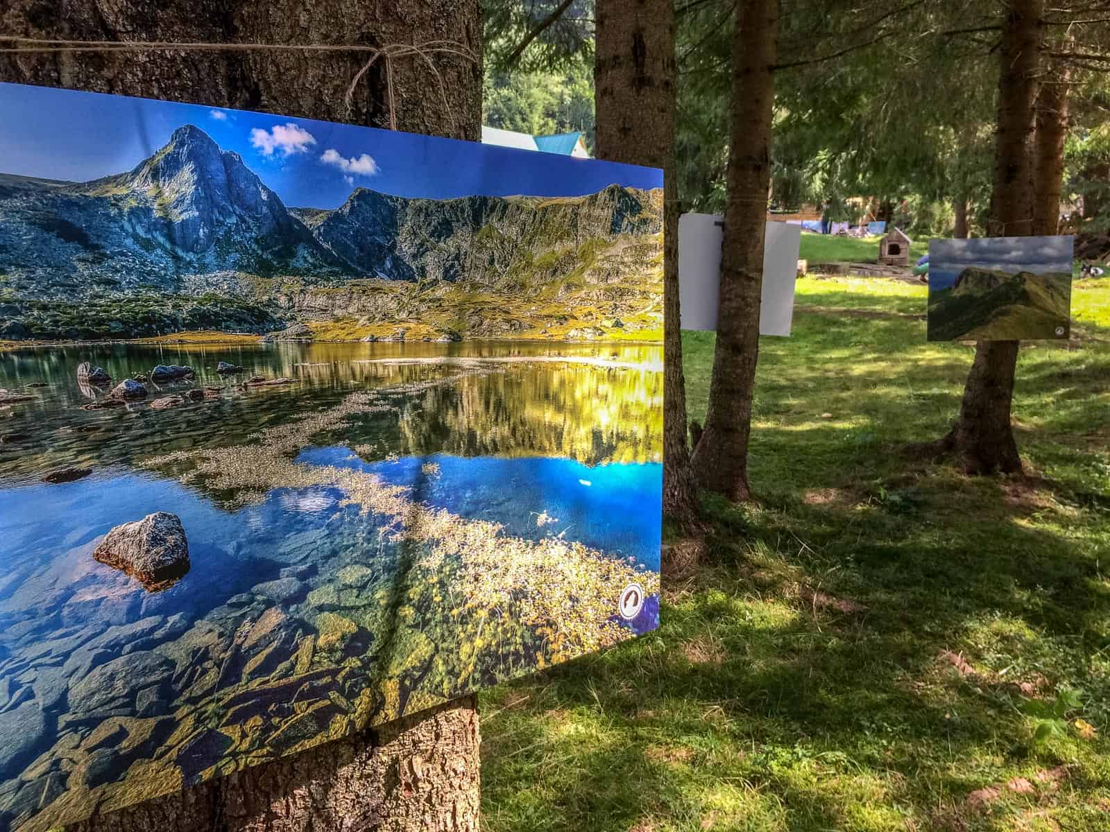 WILDArt Synevyr - 19413.jpg