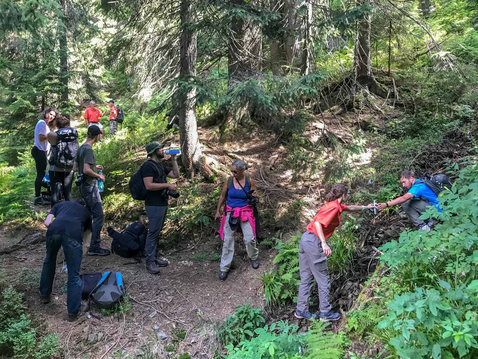 WILDArt Synevyr - 17818.JPG