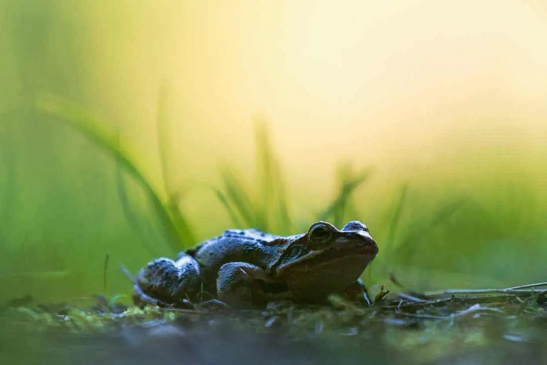 WILDArt Ukraine Daniela Mirkea