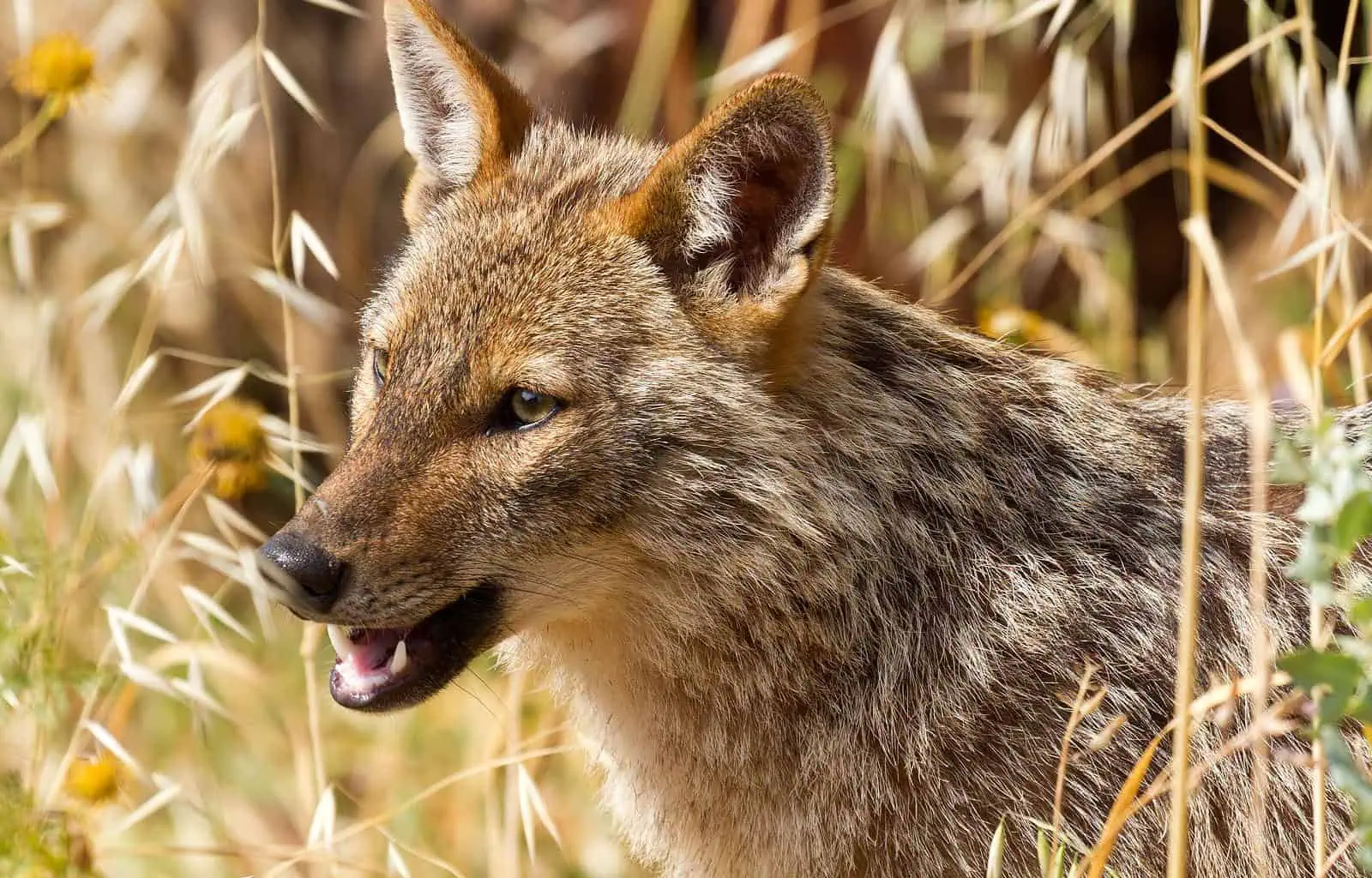 EWS Halloween-21756.jpg