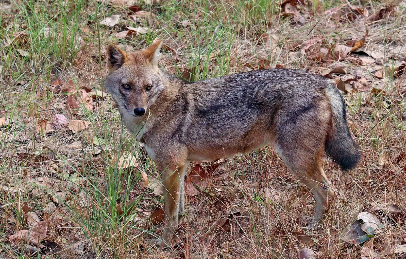 Golden_jackal_(Canis_aureus_indicus)_male.jpg